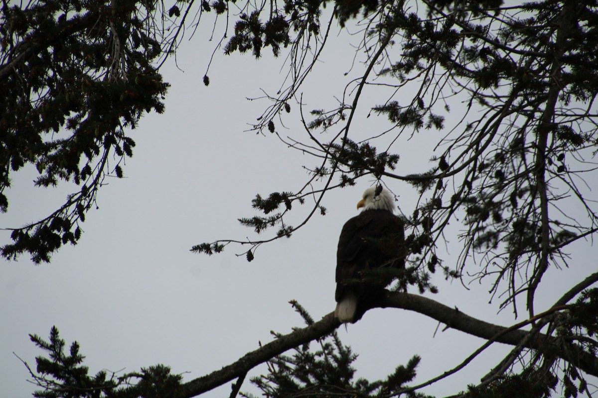 Bald Eagle - ML620894838