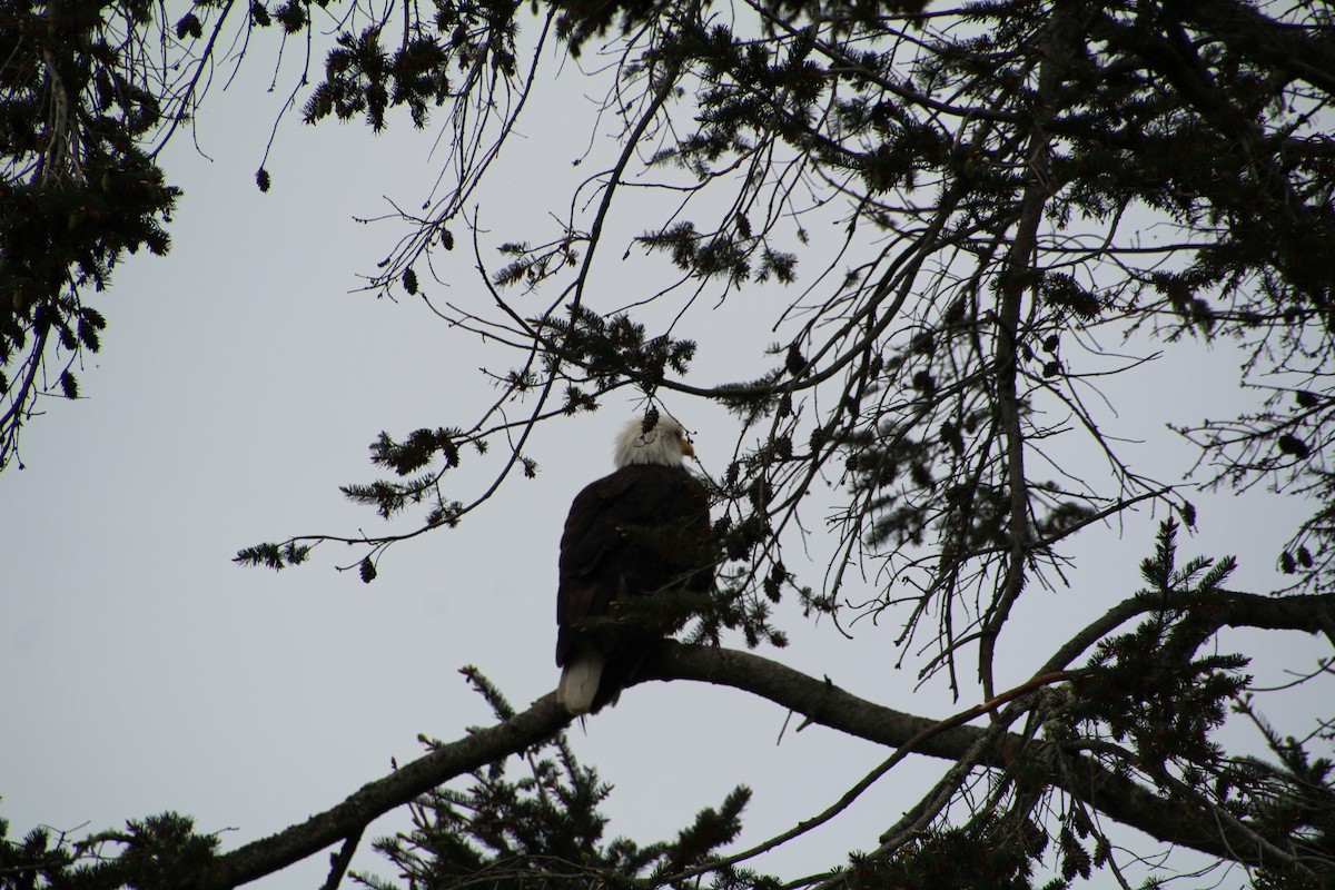 Bald Eagle - ML620894839