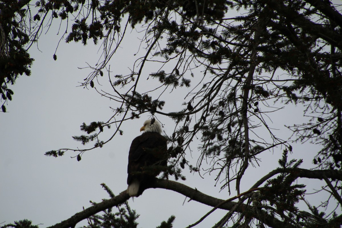 Bald Eagle - ML620894842