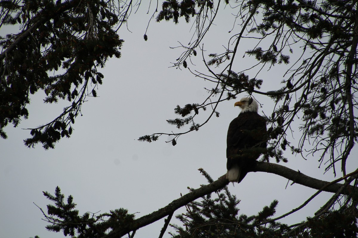 Bald Eagle - ML620894843