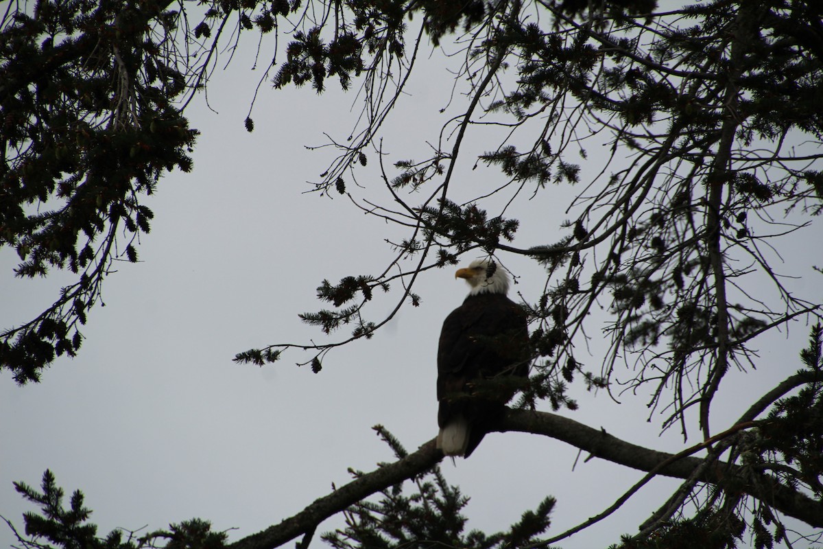 Bald Eagle - ML620894844