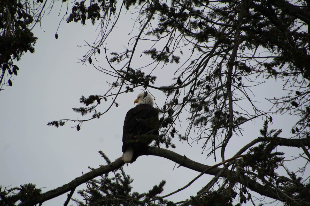 Bald Eagle - ML620894845