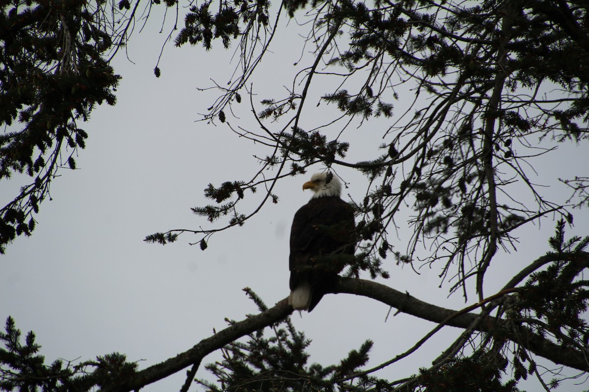 Bald Eagle - ML620894846