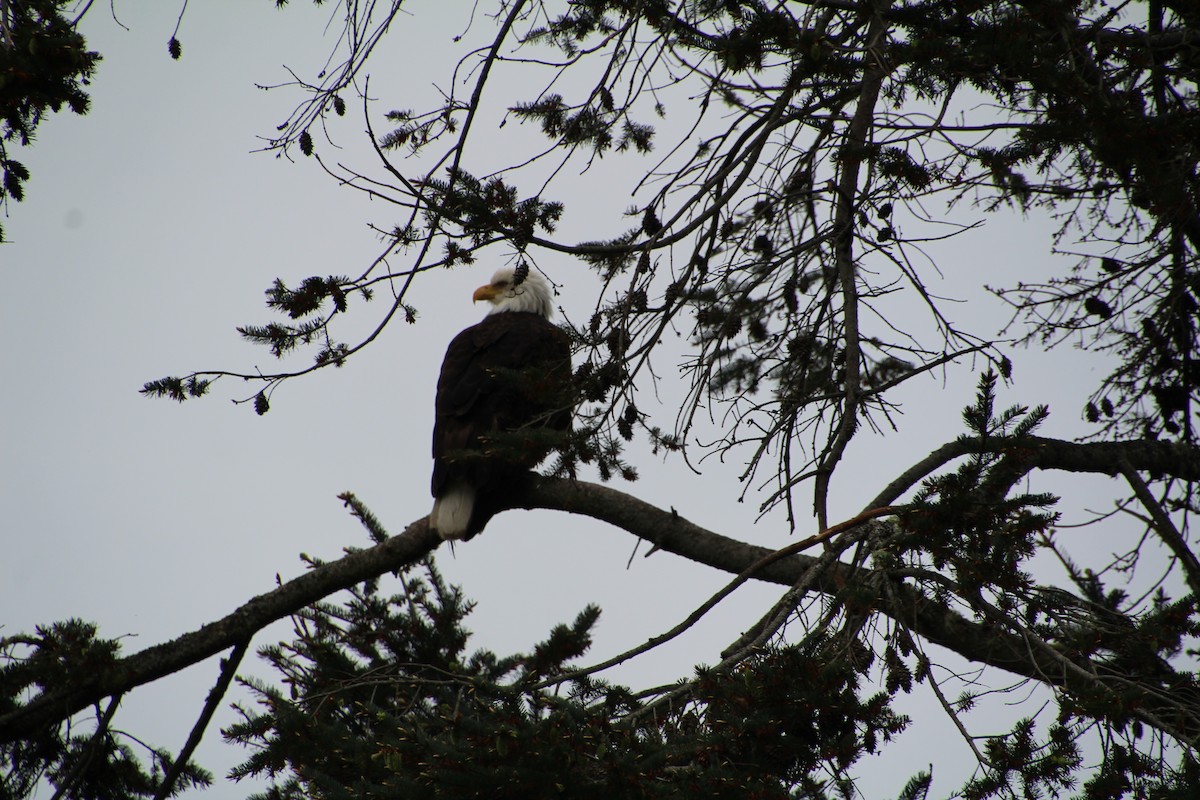 Bald Eagle - ML620894847