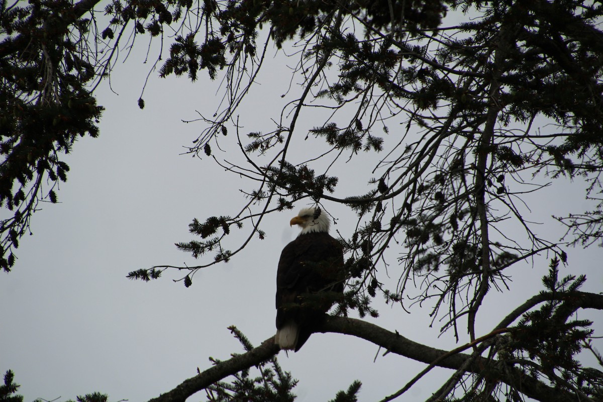 Weißkopf-Seeadler - ML620894849