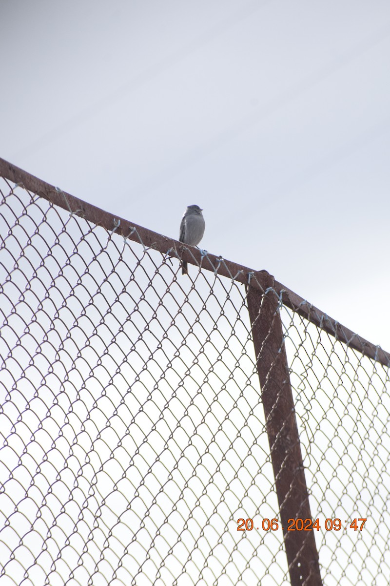 Plumbeous Sierra Finch - ML620894853