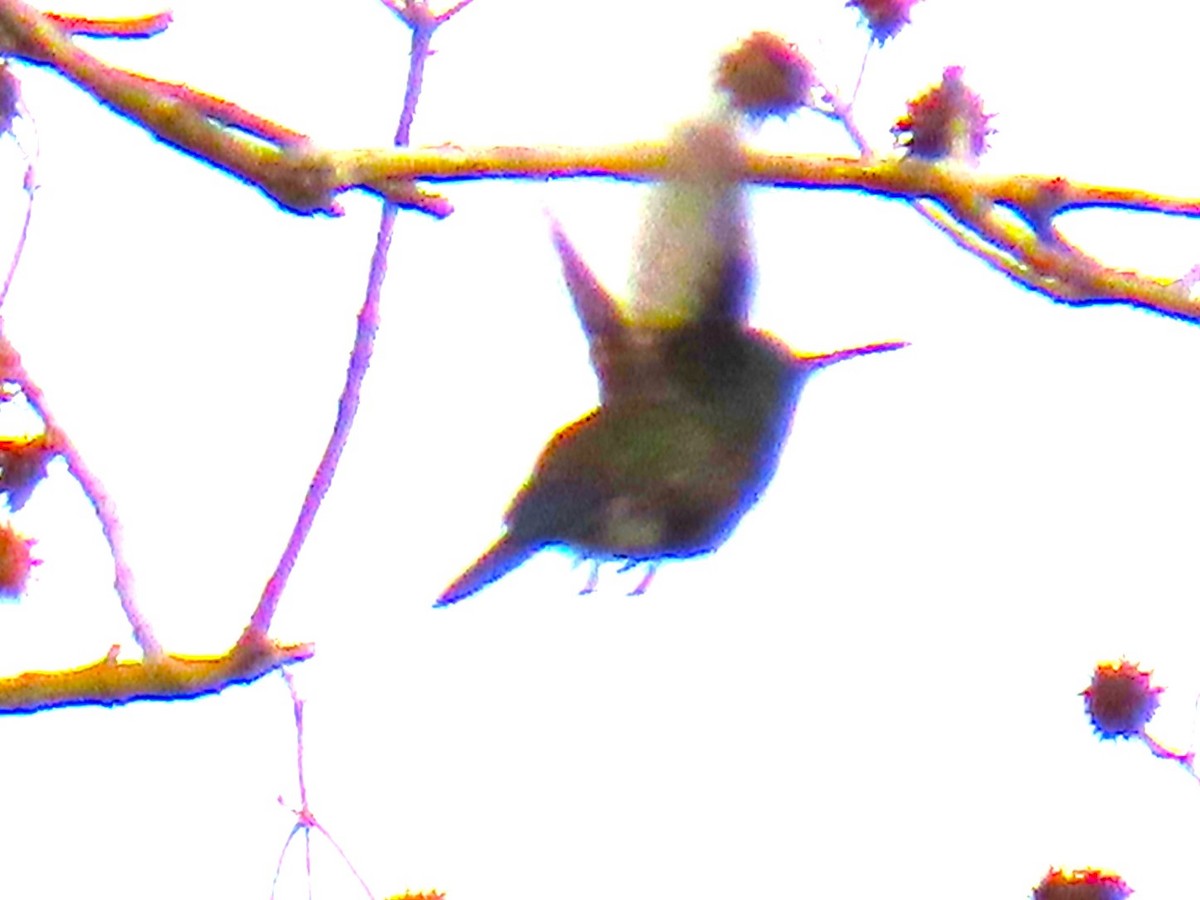 Blue-vented Hummingbird - ML620894857