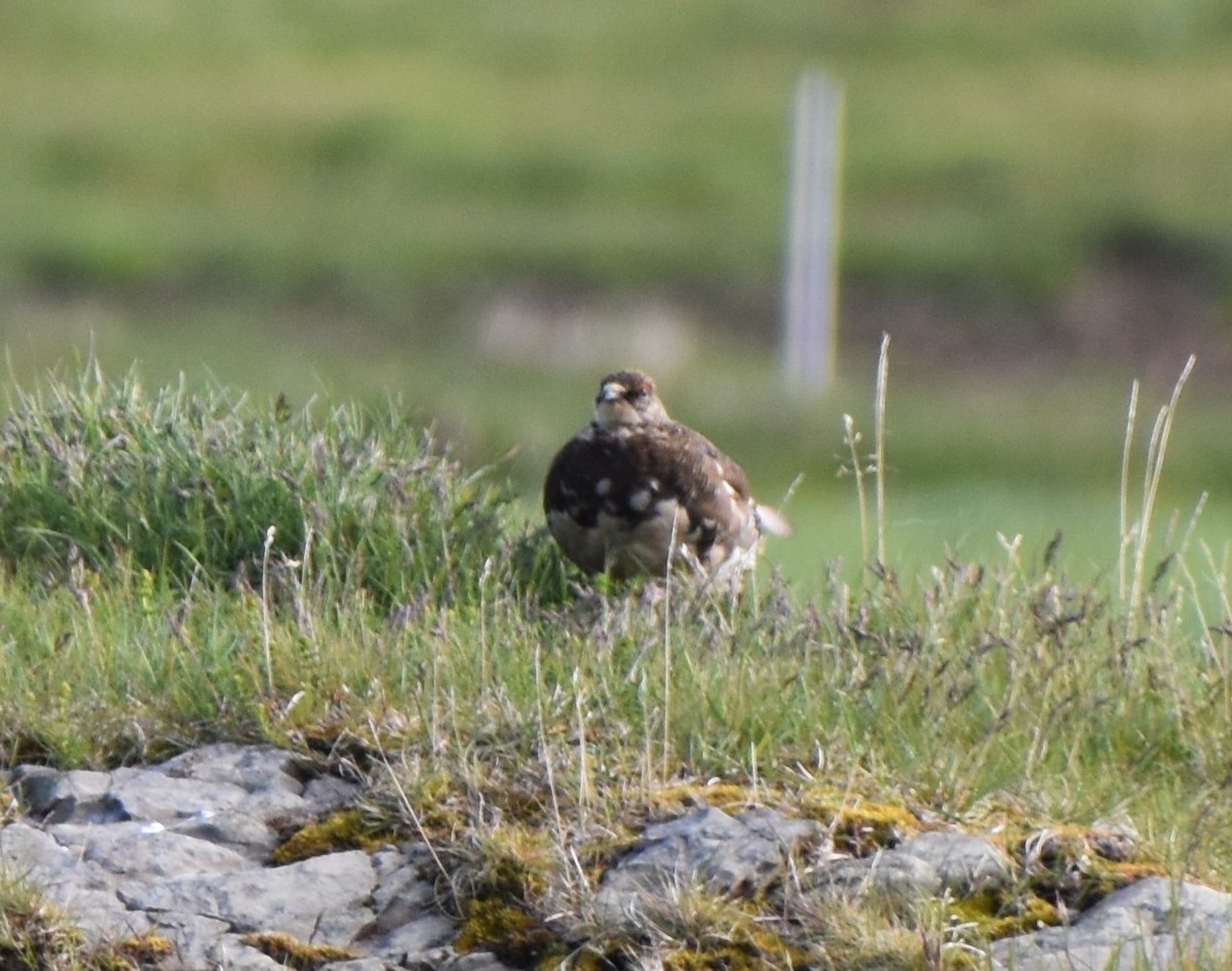 Rock Ptarmigan - Troy Blodgett