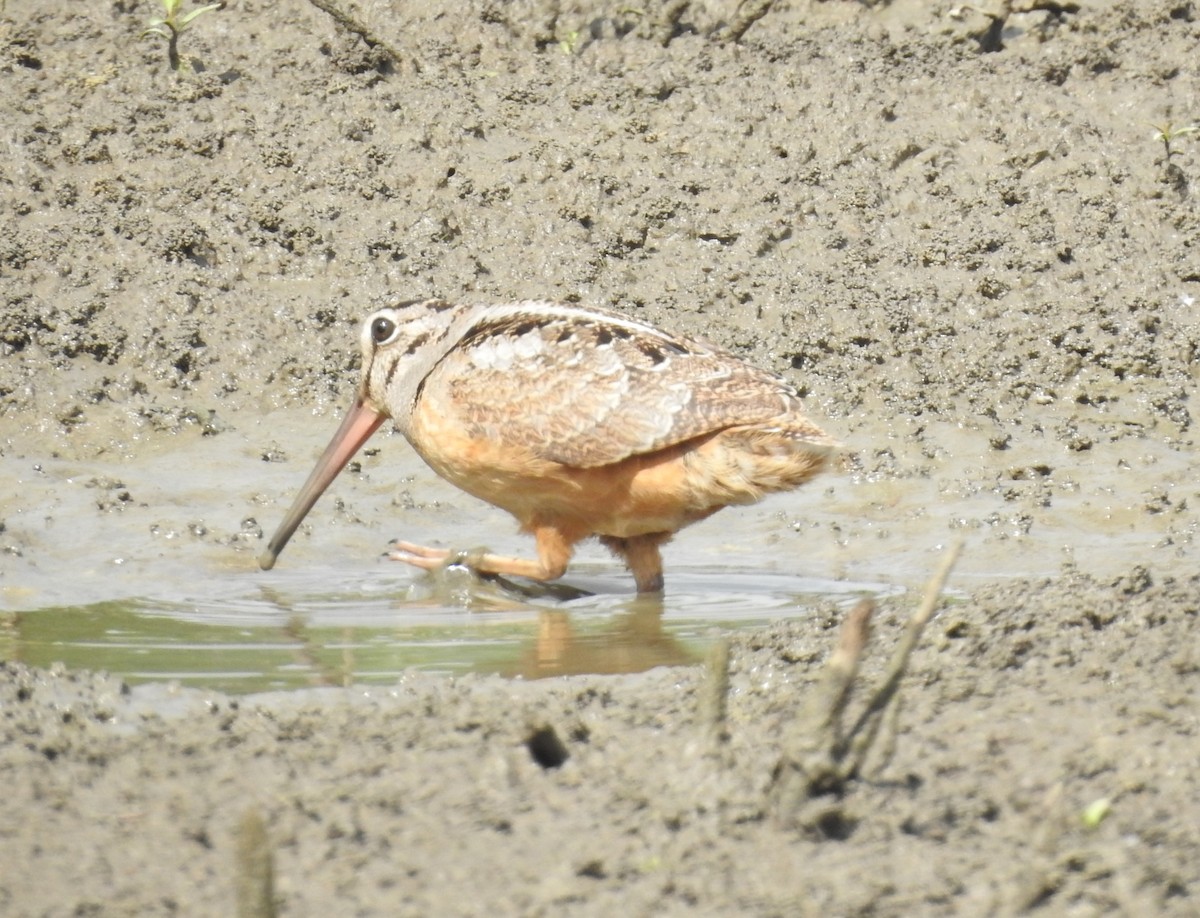 American Woodcock - ML620894860