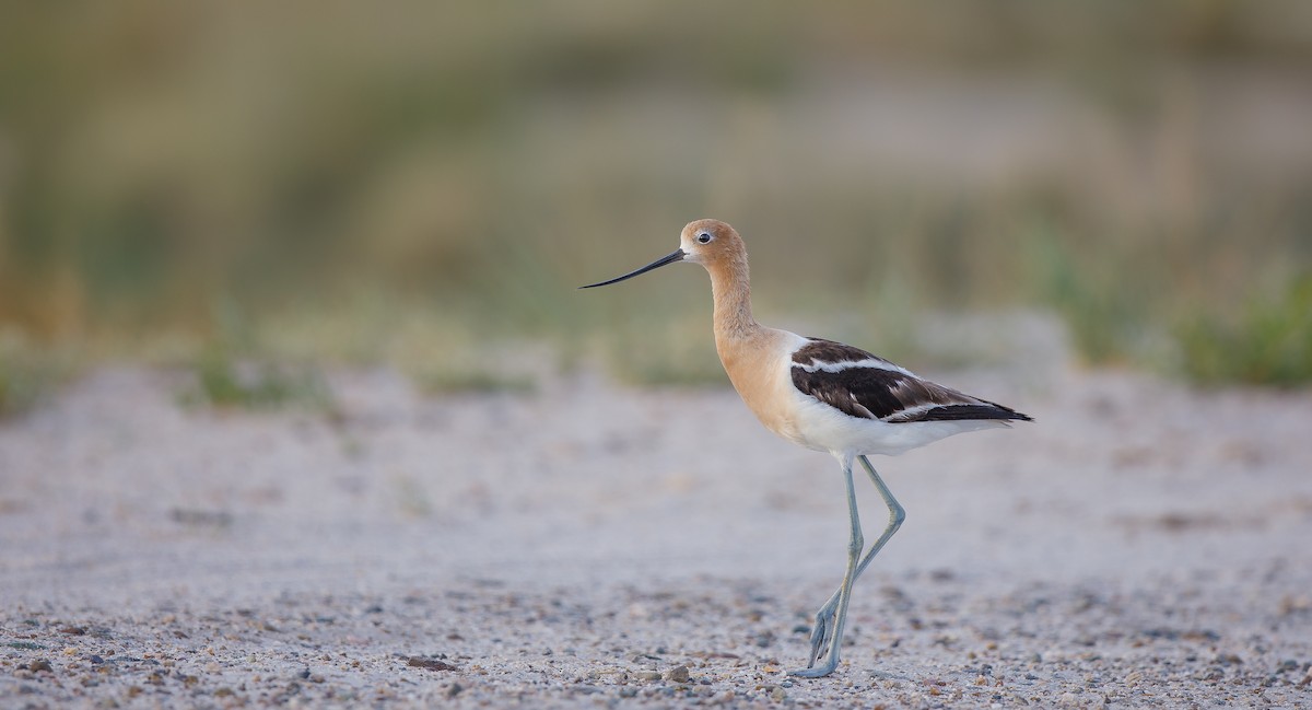 Avocette d'Amérique - ML620894861