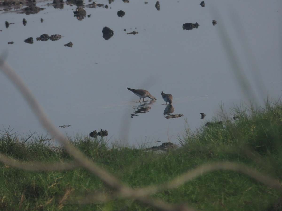 Lesser Yellowlegs - ML620894862