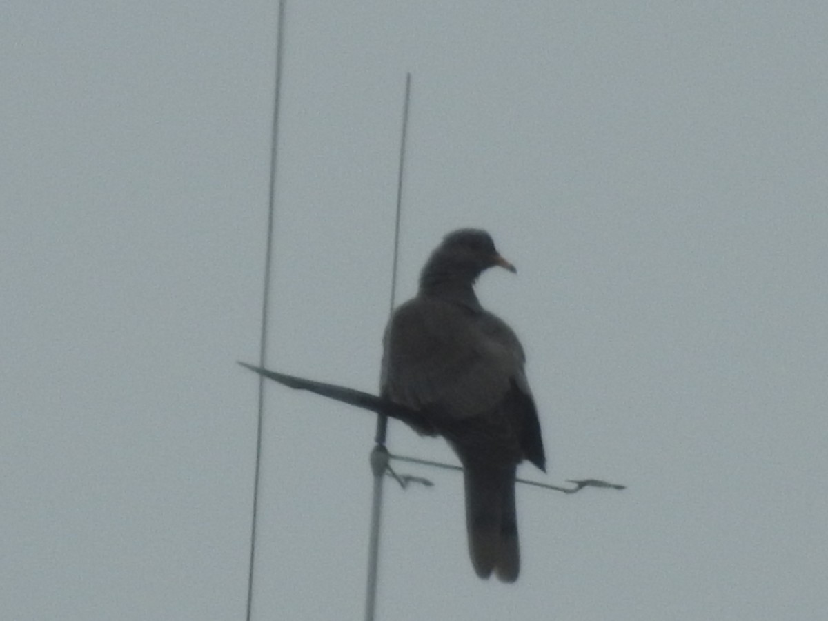 Band-tailed Pigeon - ML620894867