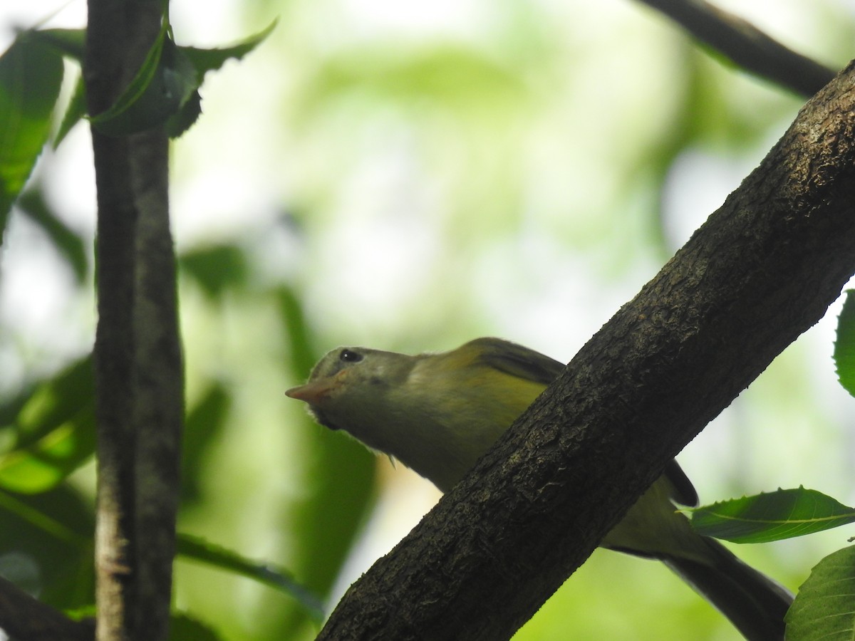 Puerto Rican Vireo - ML620894871