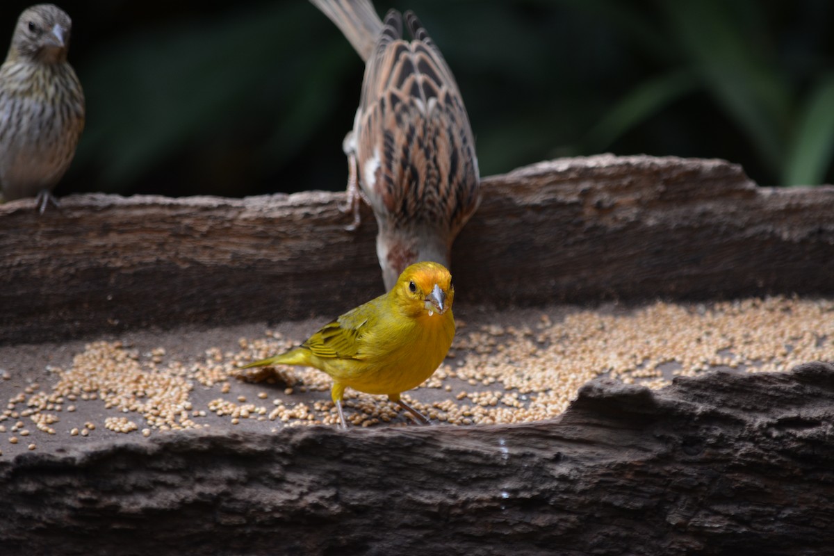 Saffron Finch - ML620894872