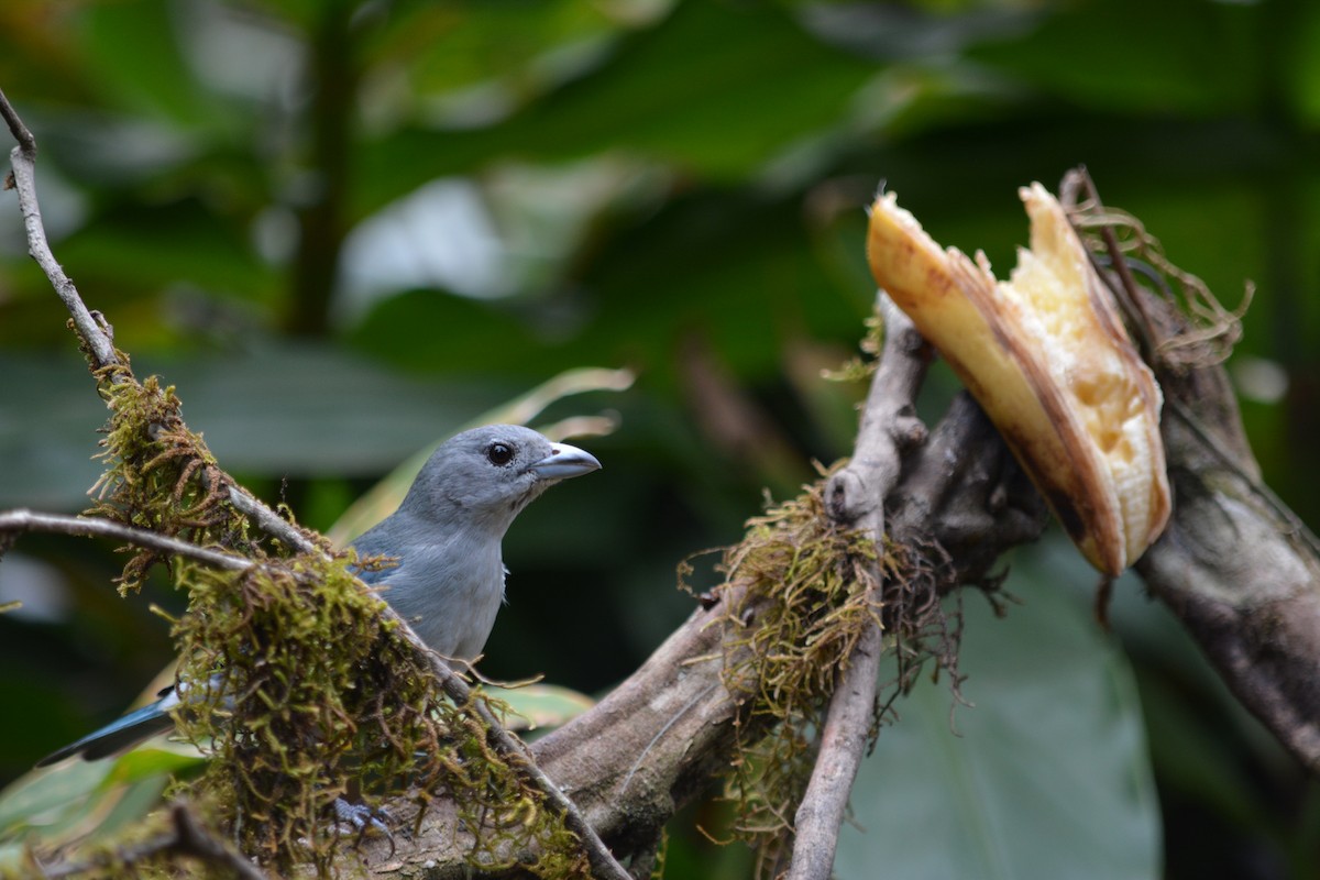 Sayaca Tanager - ML620894879