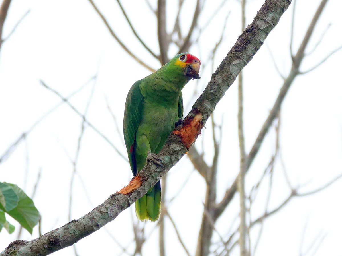 Red-lored Parrot - ML620894881