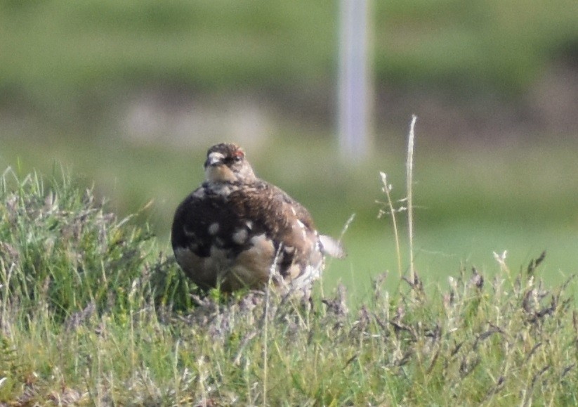 Rock Ptarmigan - ML620894889