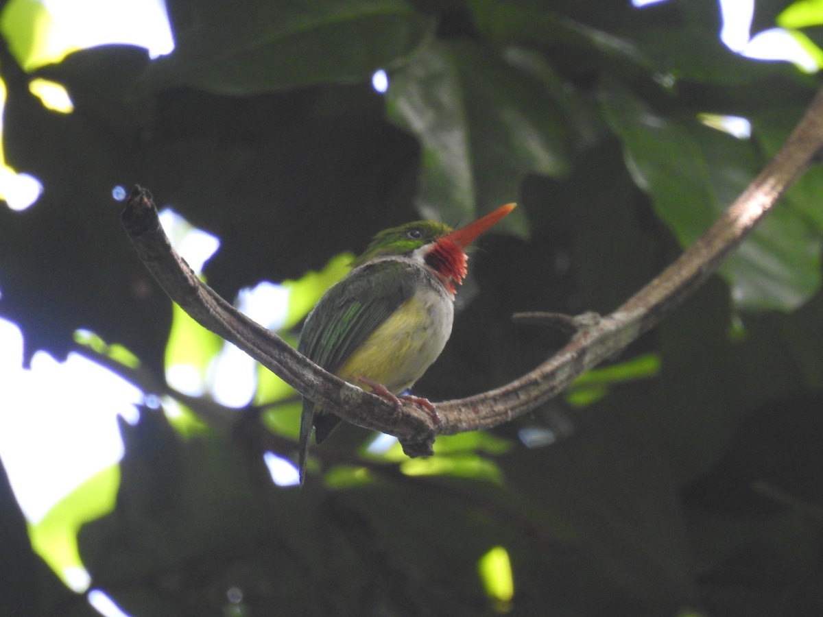 Puerto Rican Tody - ML620894894