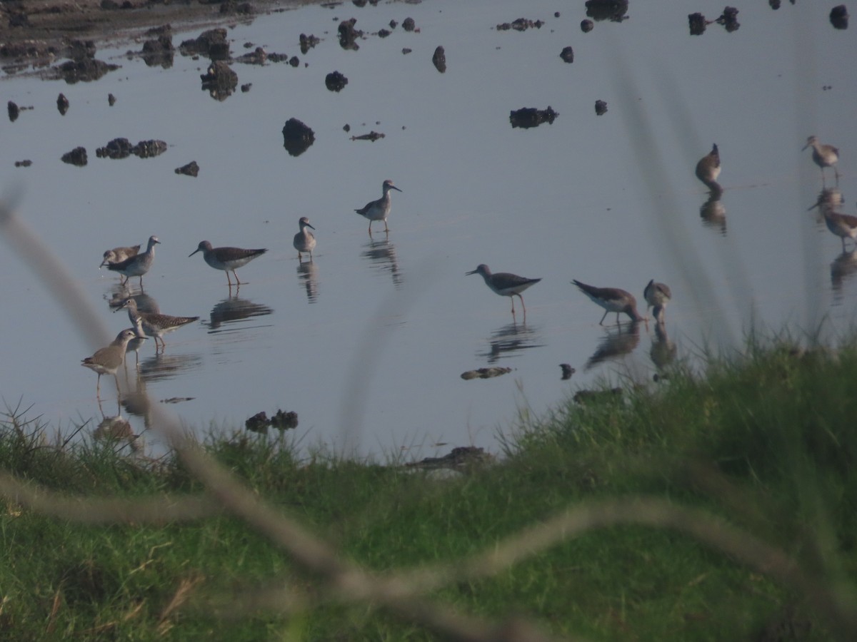 Lesser Yellowlegs - ML620894896