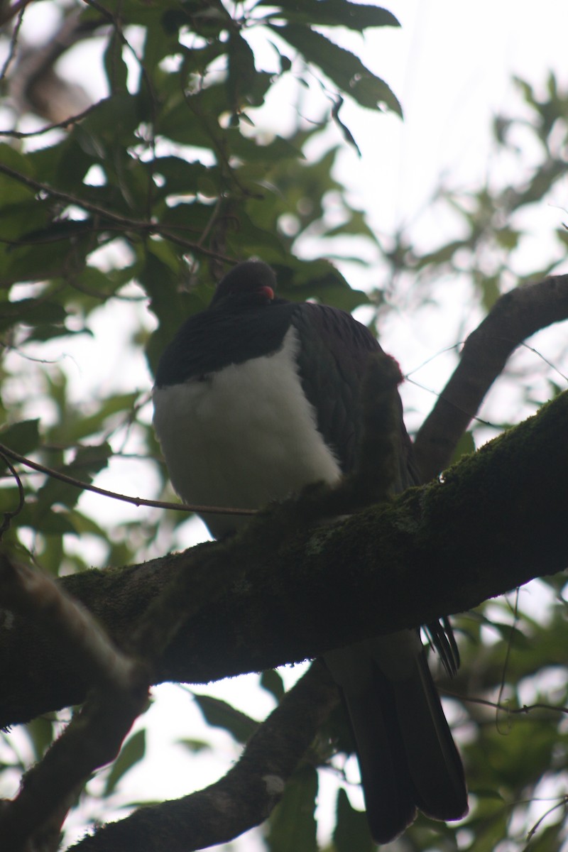 New Zealand Pigeon - ML620894898