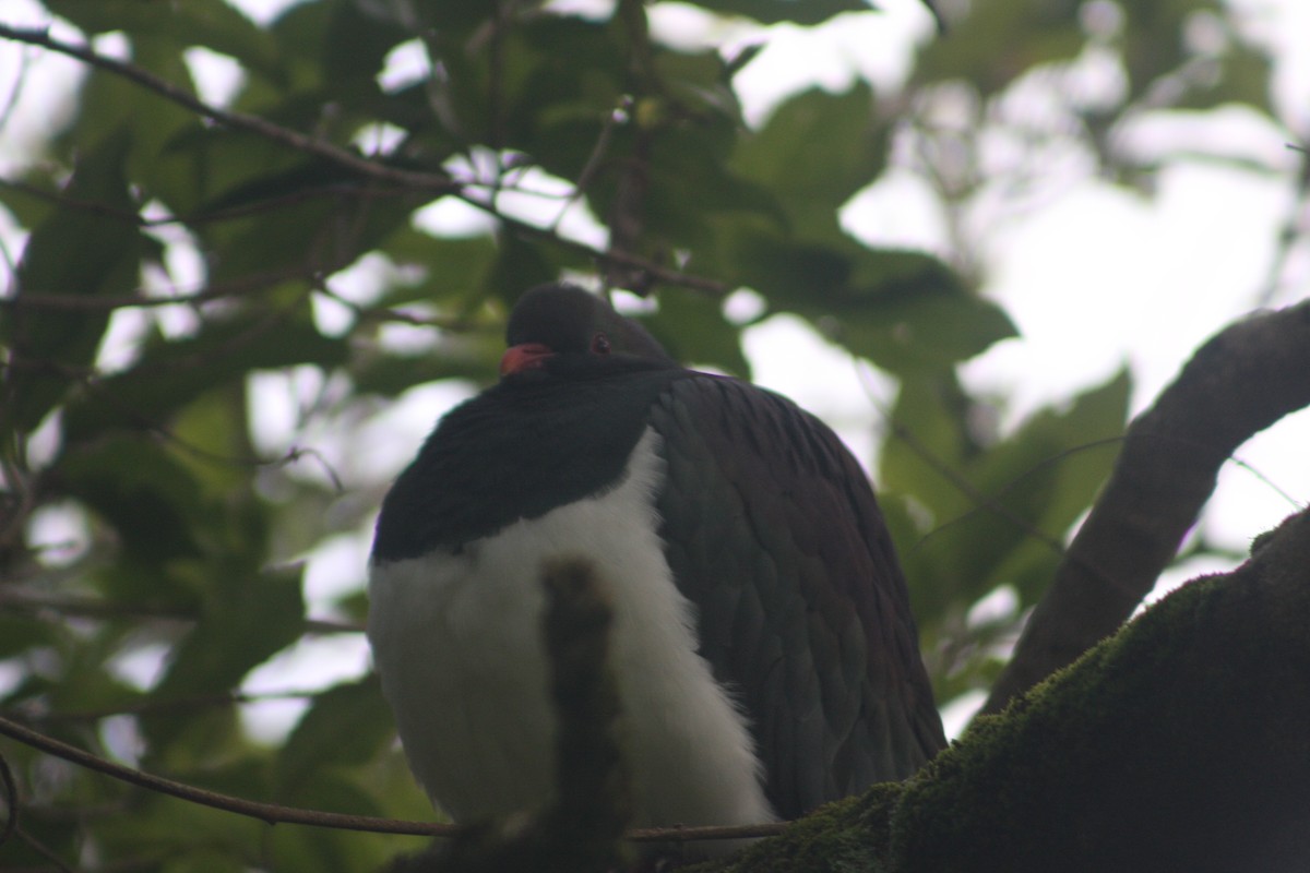 New Zealand Pigeon - Colton Tinkey