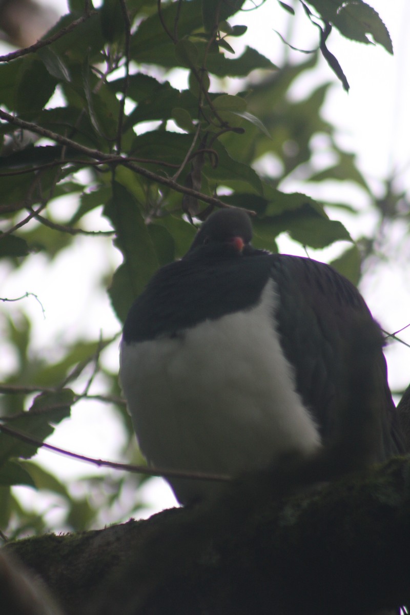 holub maorský - ML620894900