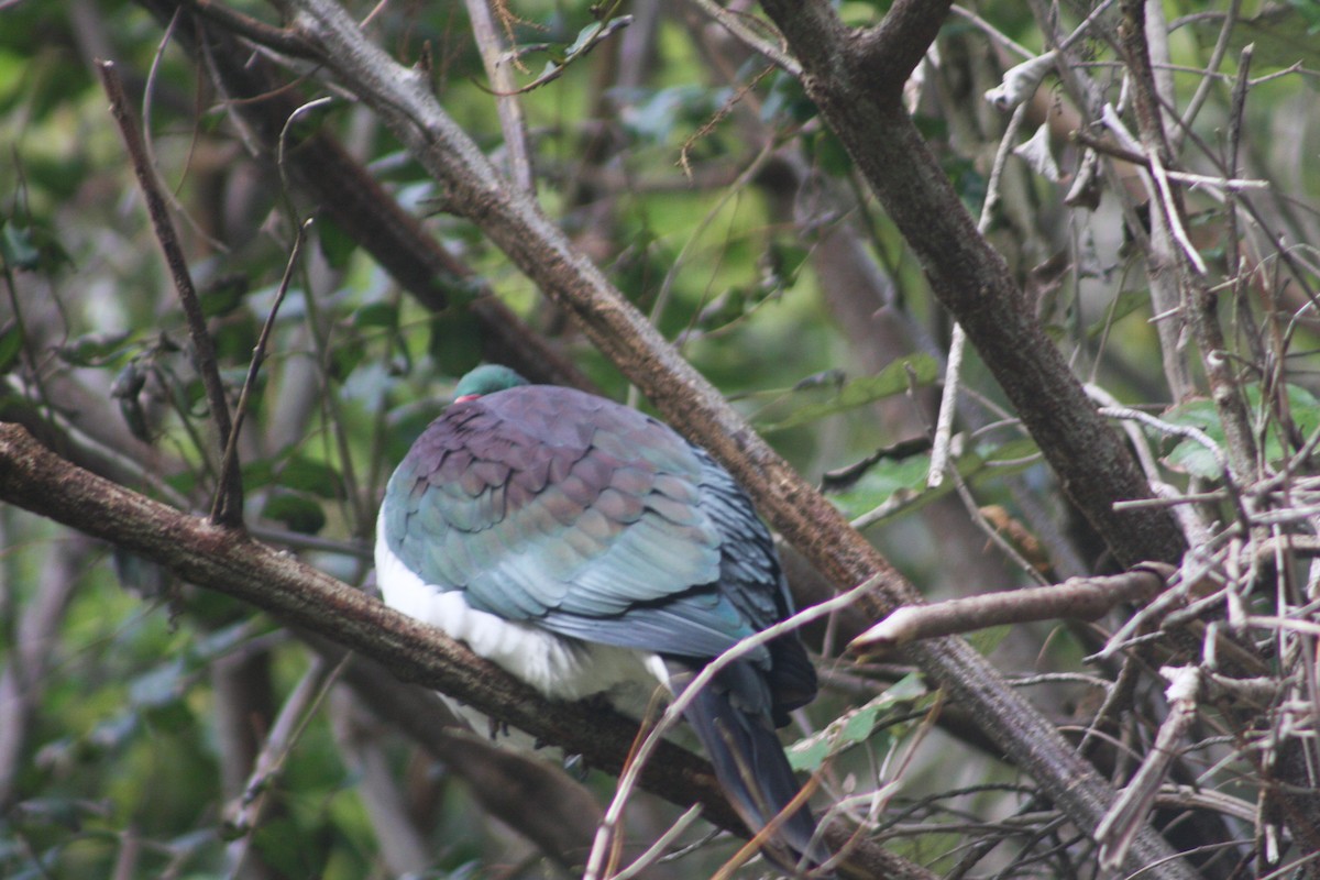 New Zealand Pigeon - ML620894901