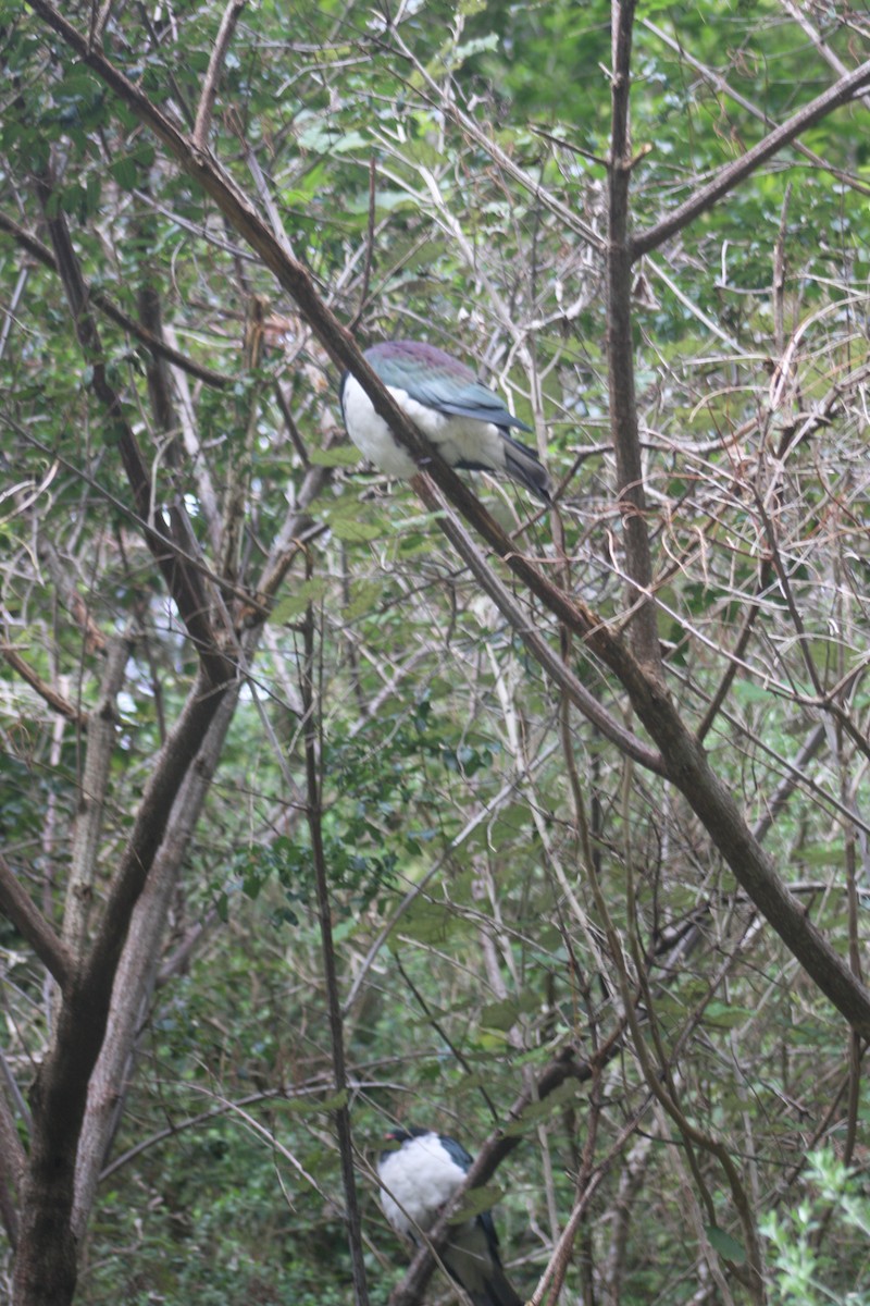 New Zealand Pigeon - ML620894902