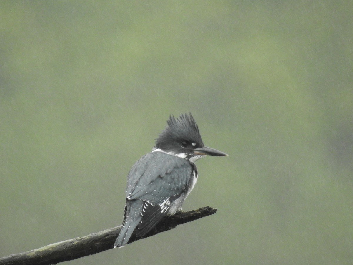 Belted Kingfisher - ML620894903