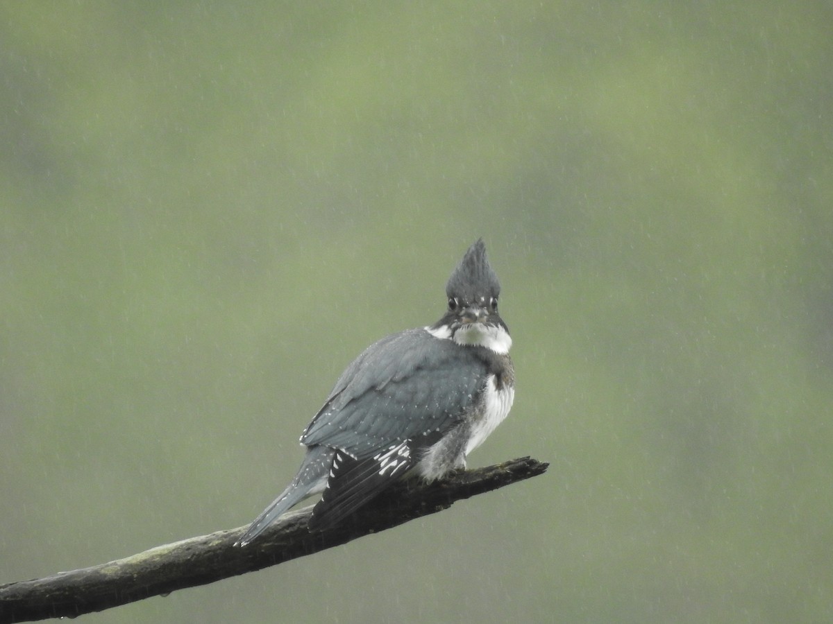 Belted Kingfisher - ML620894904