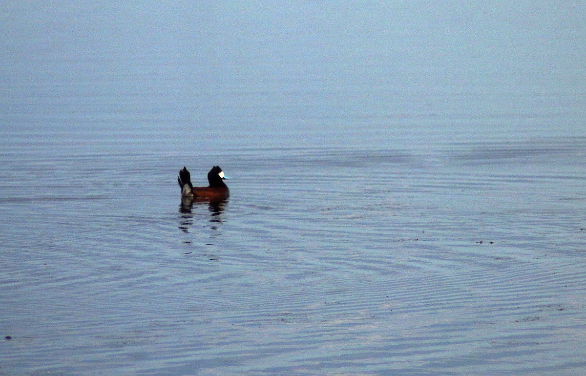 Ruddy Duck - ML620894905