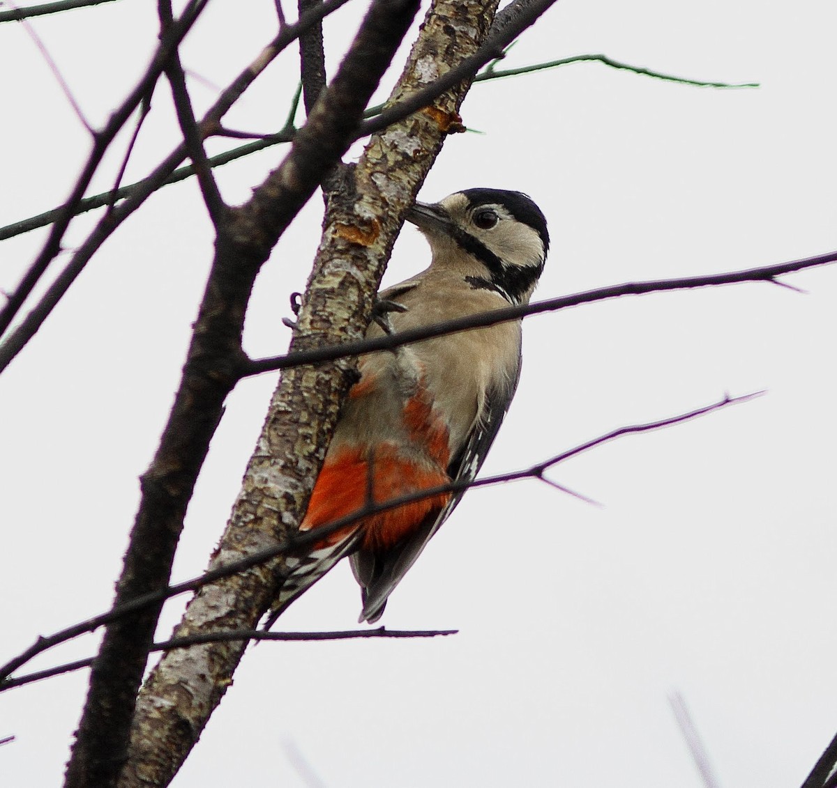 Great Spotted Woodpecker - ML620894908