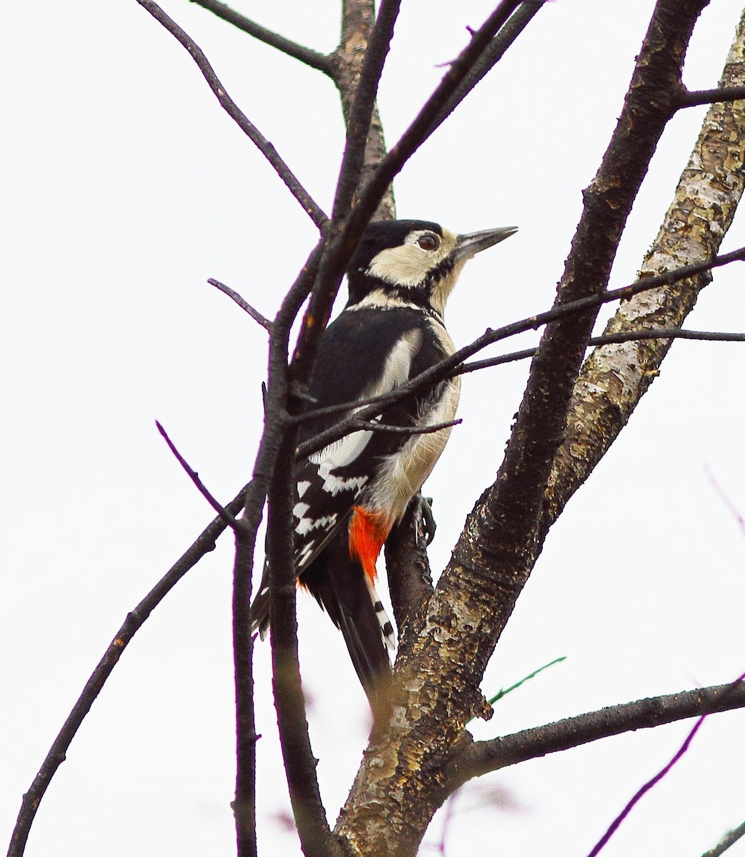 Great Spotted Woodpecker - ML620894910