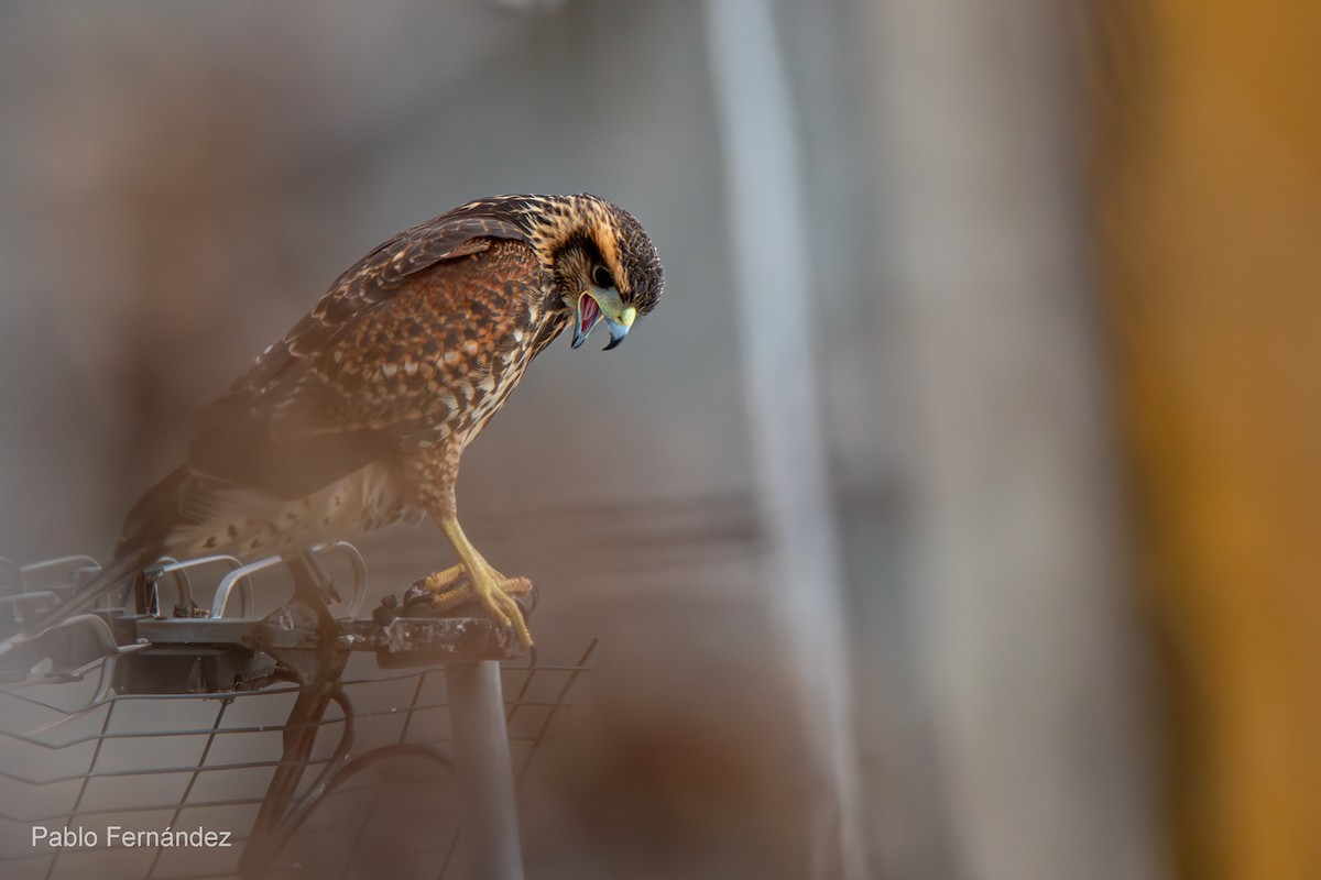 Harris's Hawk - ML620894911