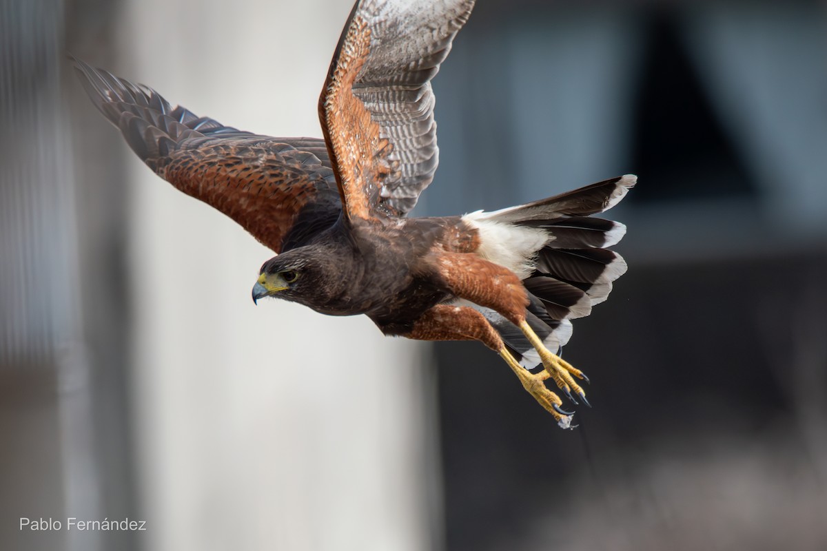 Harris's Hawk - ML620894912