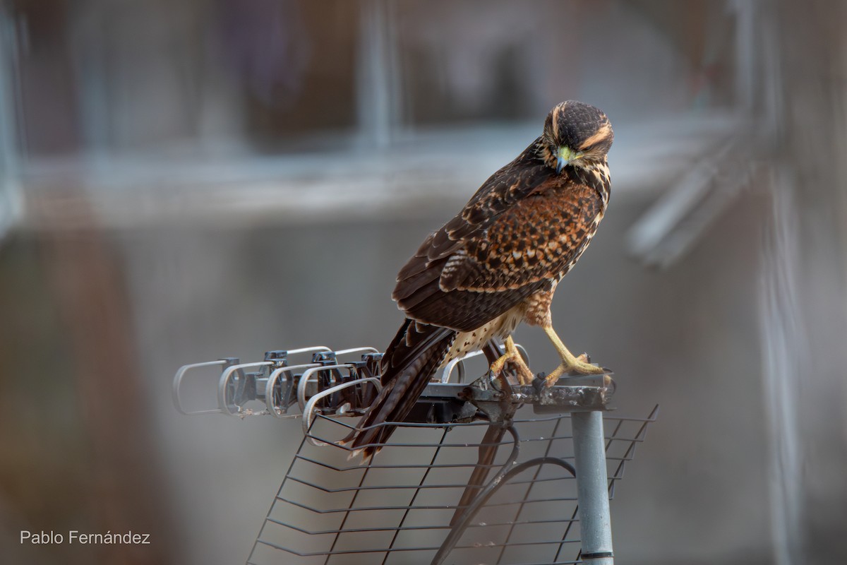 Harris's Hawk - ML620894913