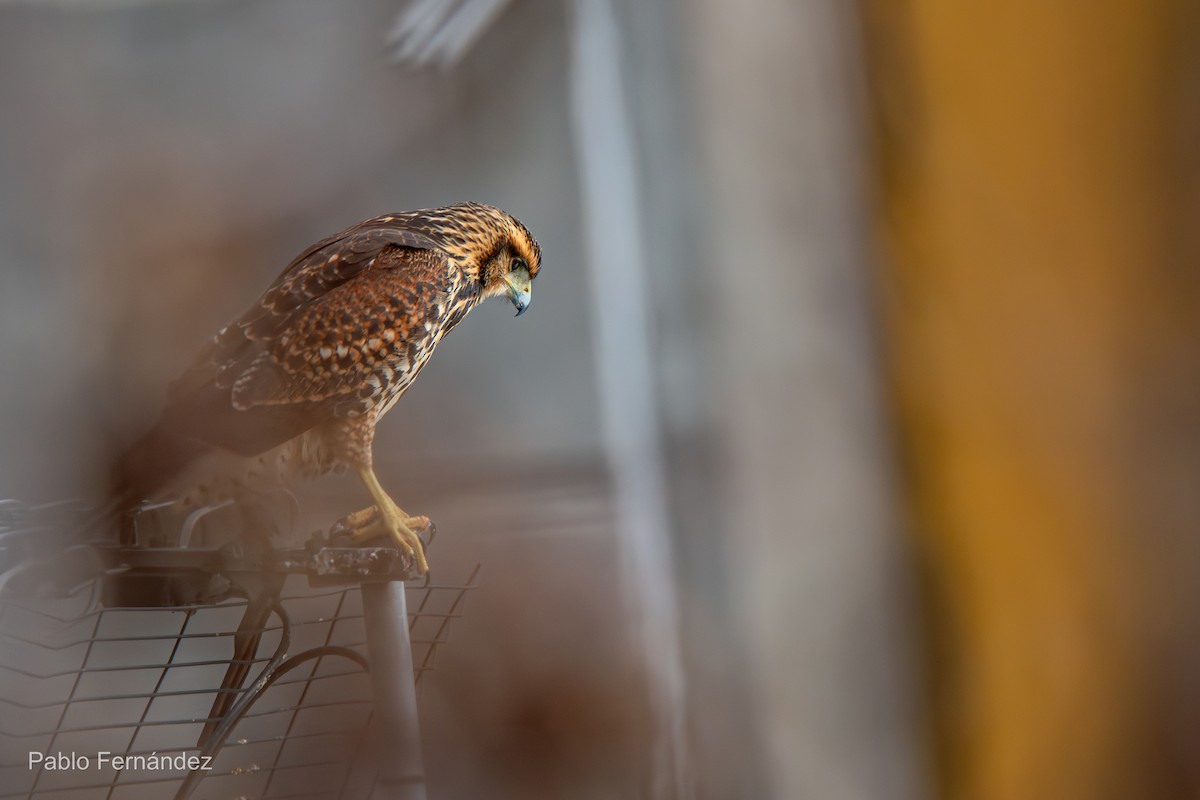 Harris's Hawk - ML620894914