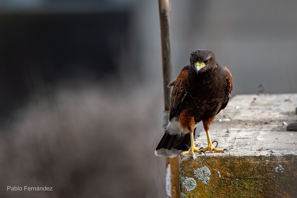 Harris's Hawk - ML620894917