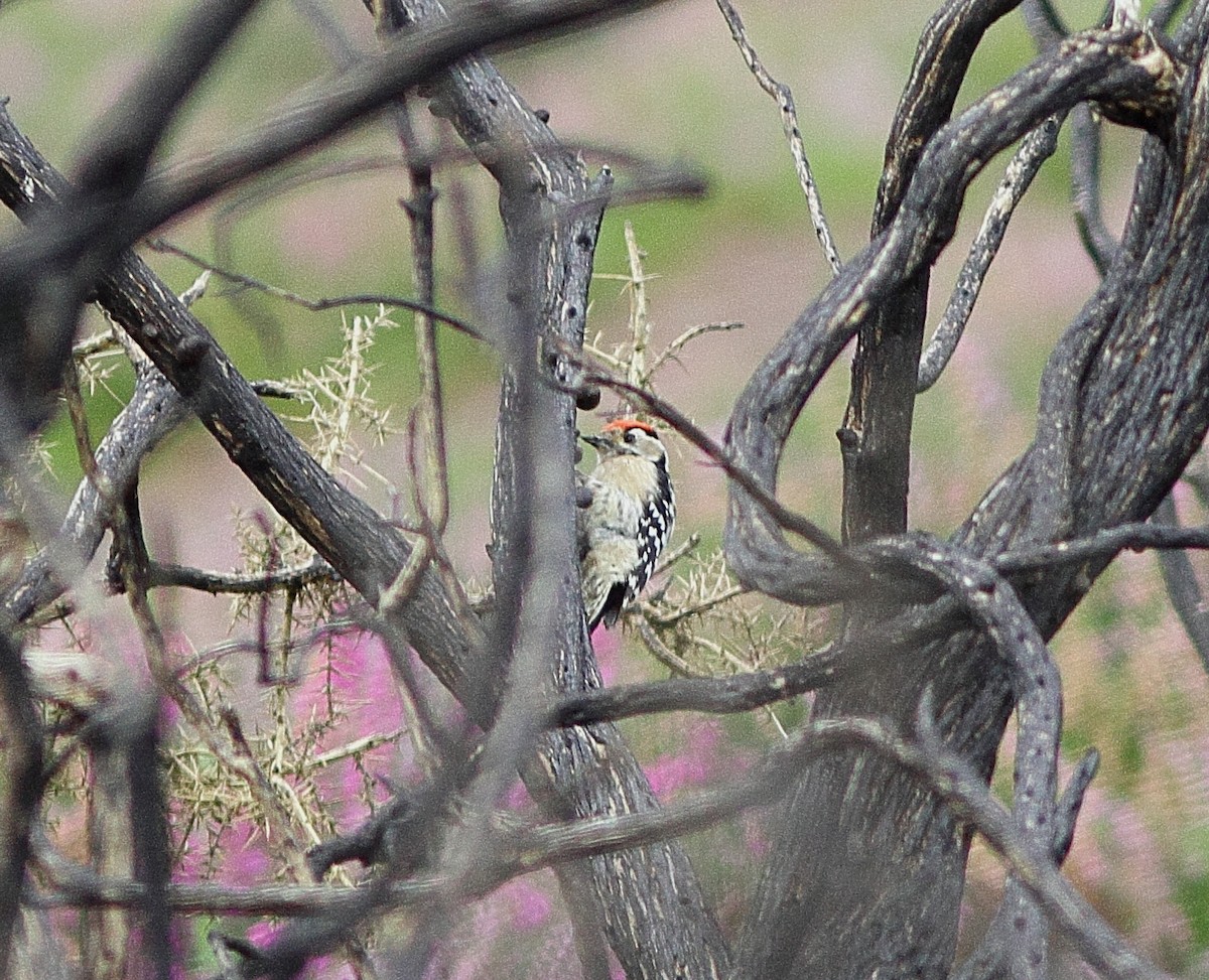 Lesser Spotted Woodpecker - ML620894919