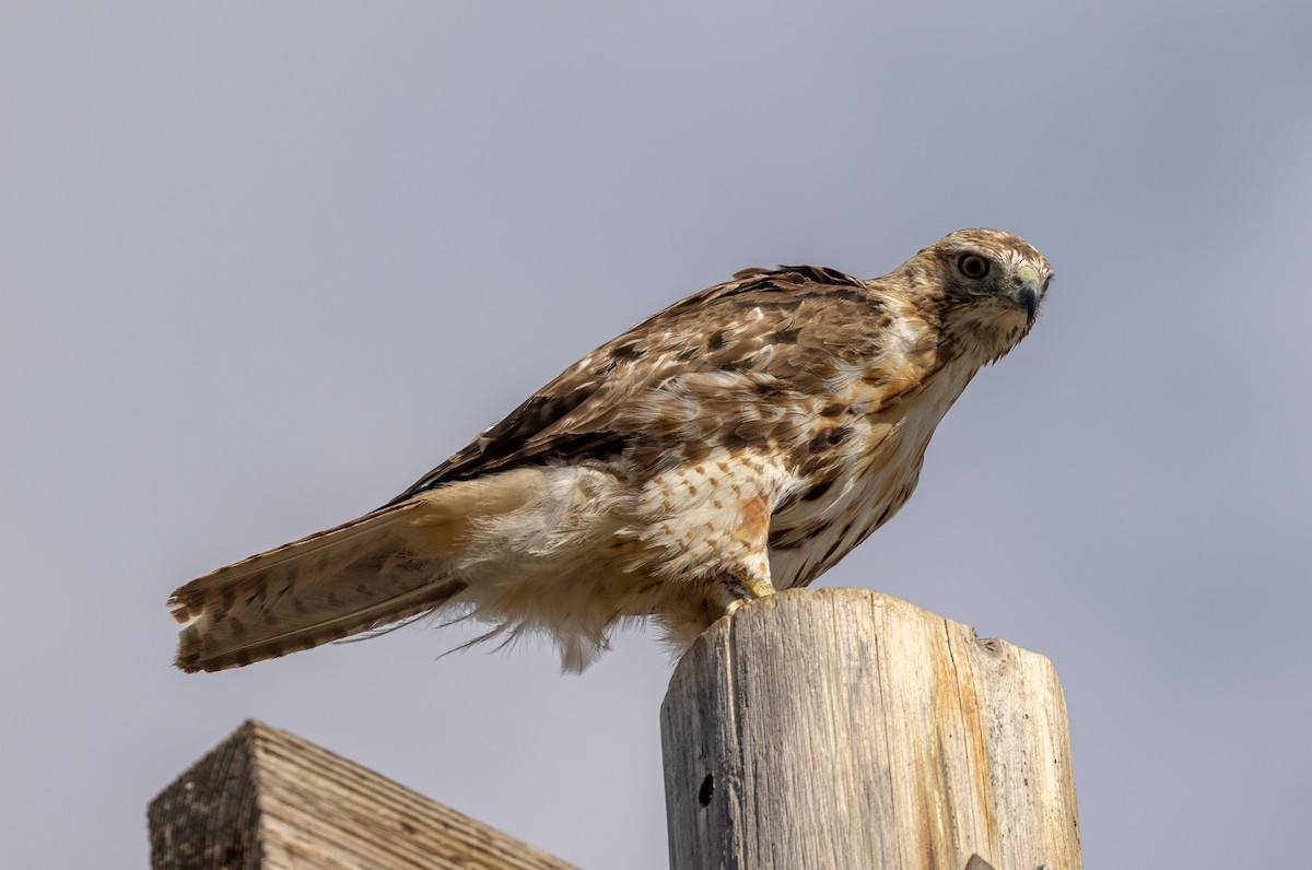 Red-tailed Hawk - ML620894925