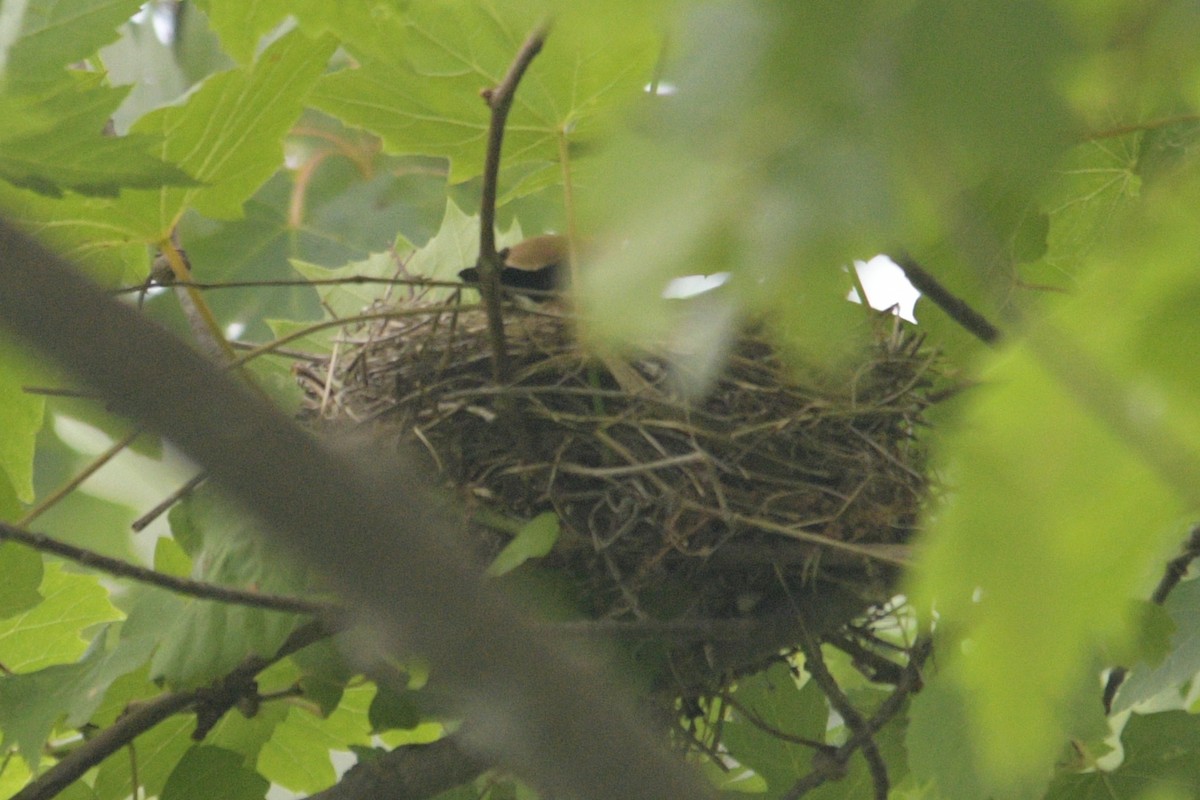 Cedar Waxwing - ML620894926