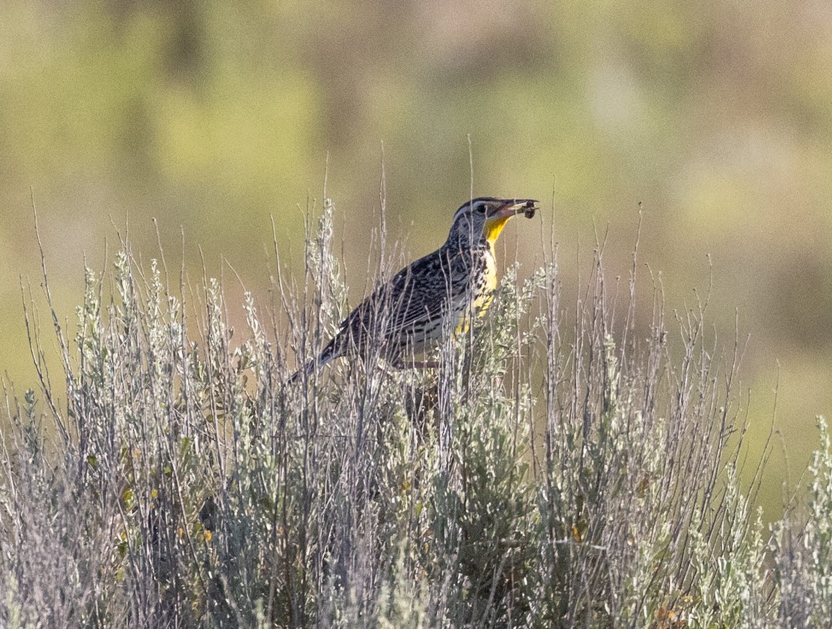 Western Meadowlark - ML620894928