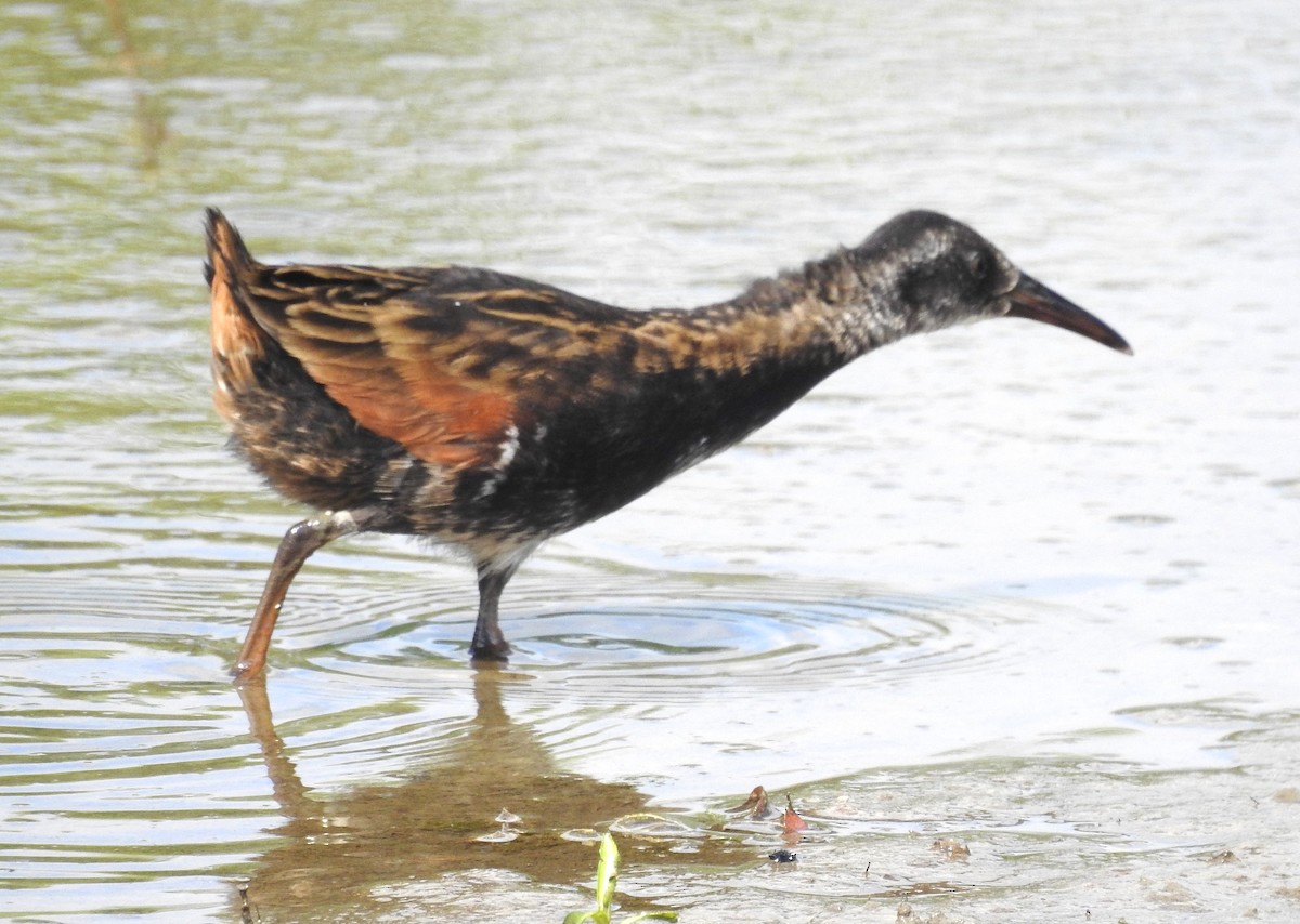 Virginia Rail - ML620894931