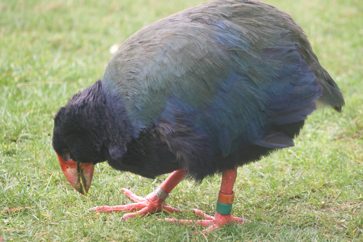 South Island Takahe - ML620894936