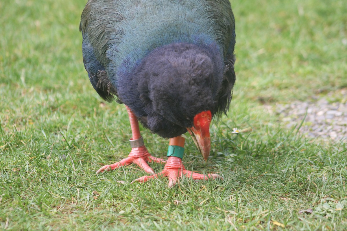 South Island Takahe - ML620894937