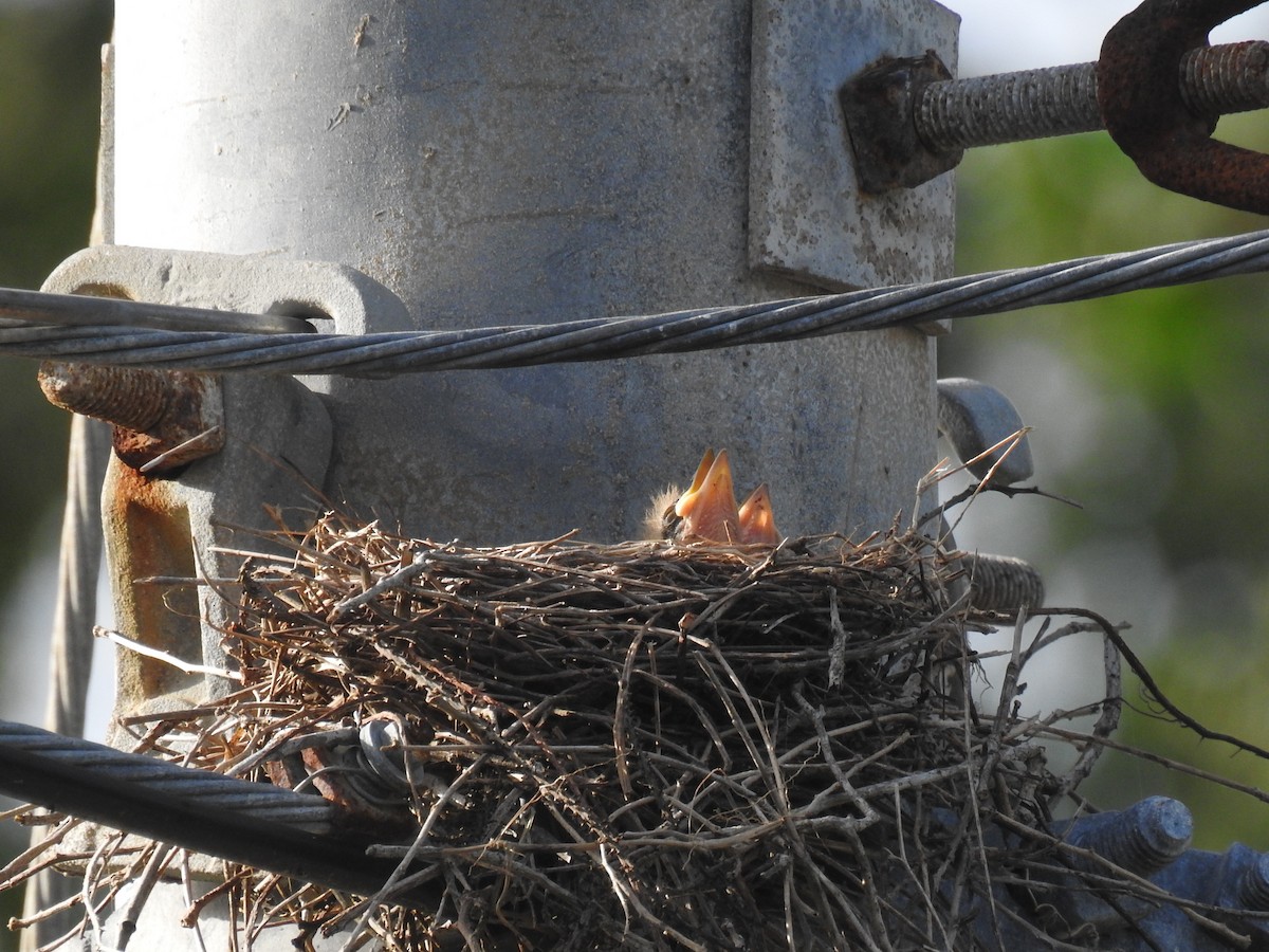 Gray Kingbird - ML620894960