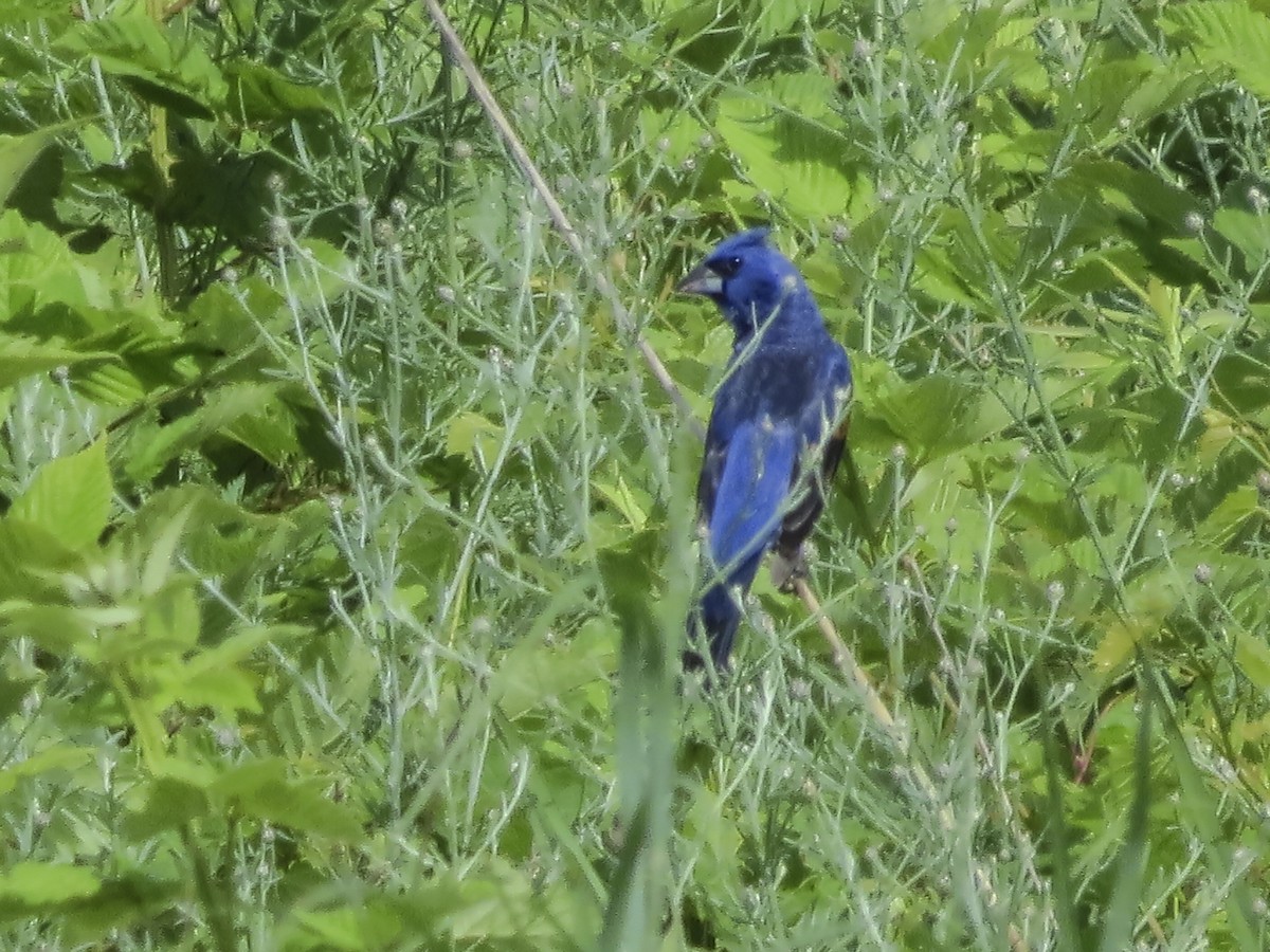 Blue Grosbeak - ML620894963