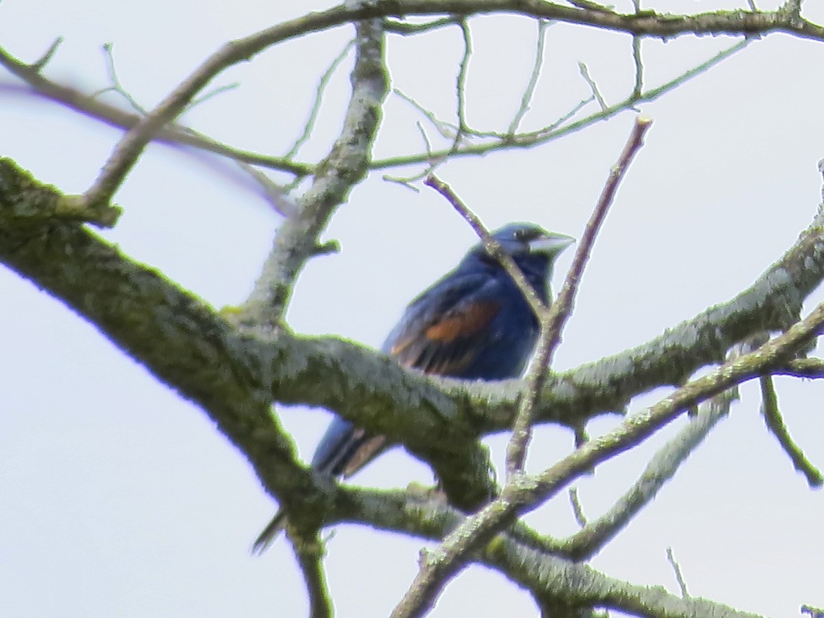 Blue Grosbeak - ML620894964