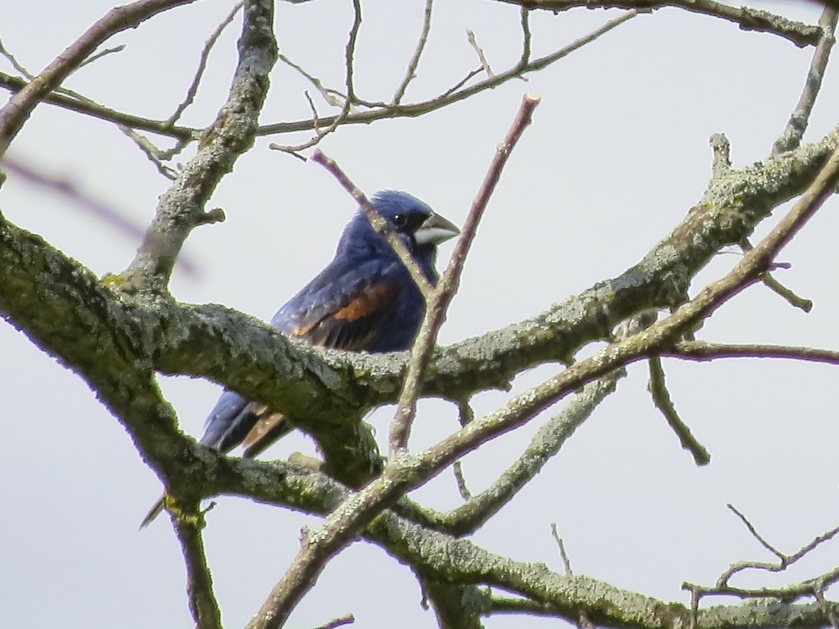 Blue Grosbeak - ML620894965