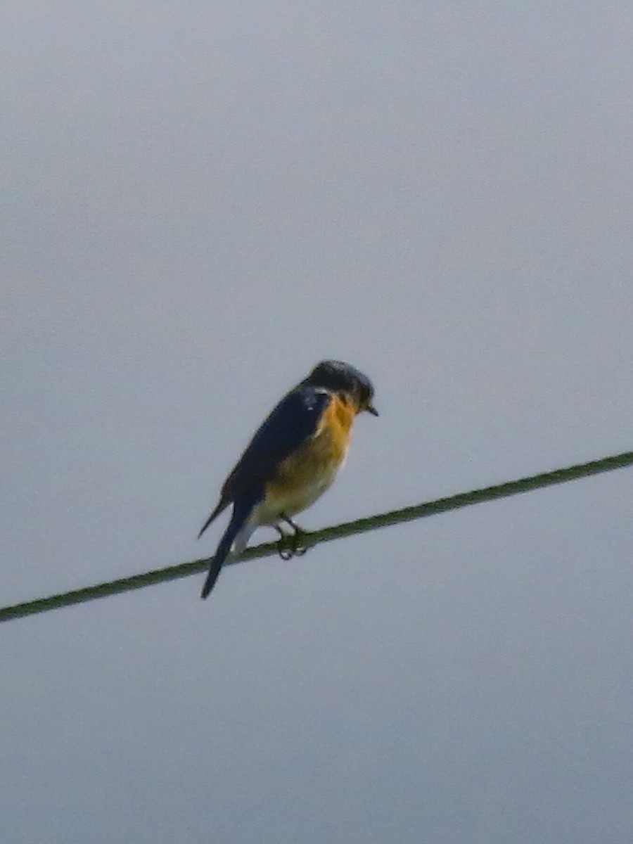 Eastern Bluebird - ML620894971